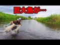 街を流れる激濁りの川で高級魚を狙う！そして巨大な外道と遭遇！