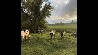 Where tech means happy cows and surplus energy: Barstow's Longview Farm