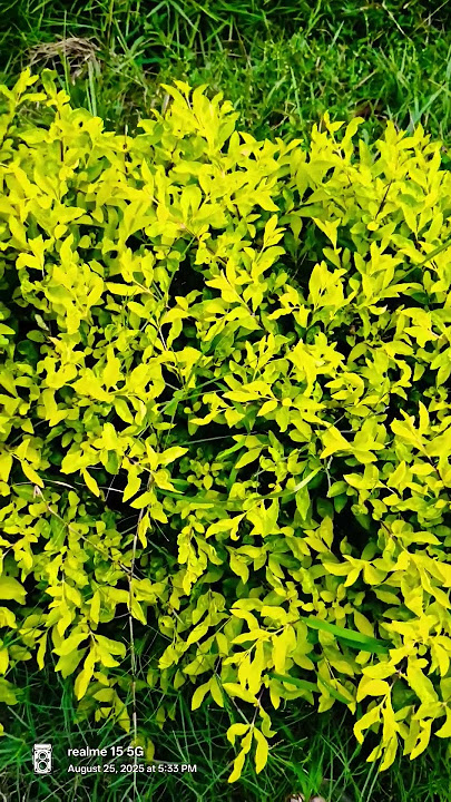 Surah nissa bayan #qurankareem#viral #trending