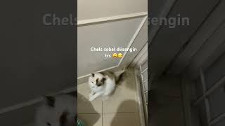 Ngerjain chels 🤣 #mypet #cute #cat #moodbooster #ragdoll