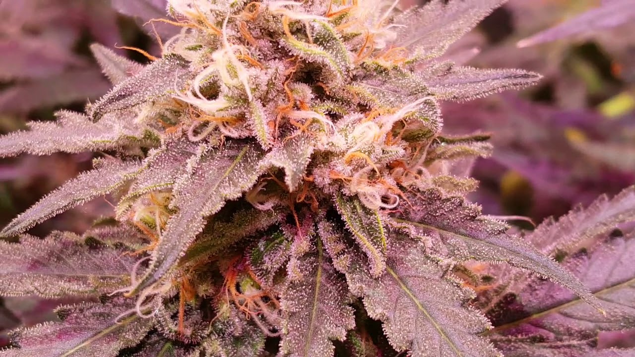 Led grow crown royale day 42 flower.blue gelato 41,chempie,glueberry og veg 