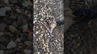 Ягдтериер Джаро На Лисица