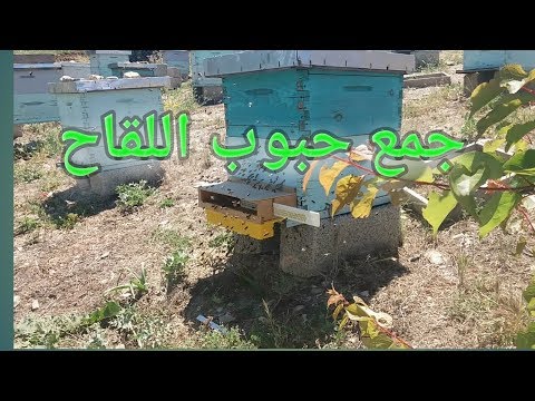 فيديو: كيف تأخذ حبوب لقاح النحل: 12 خطوة (بالصور)