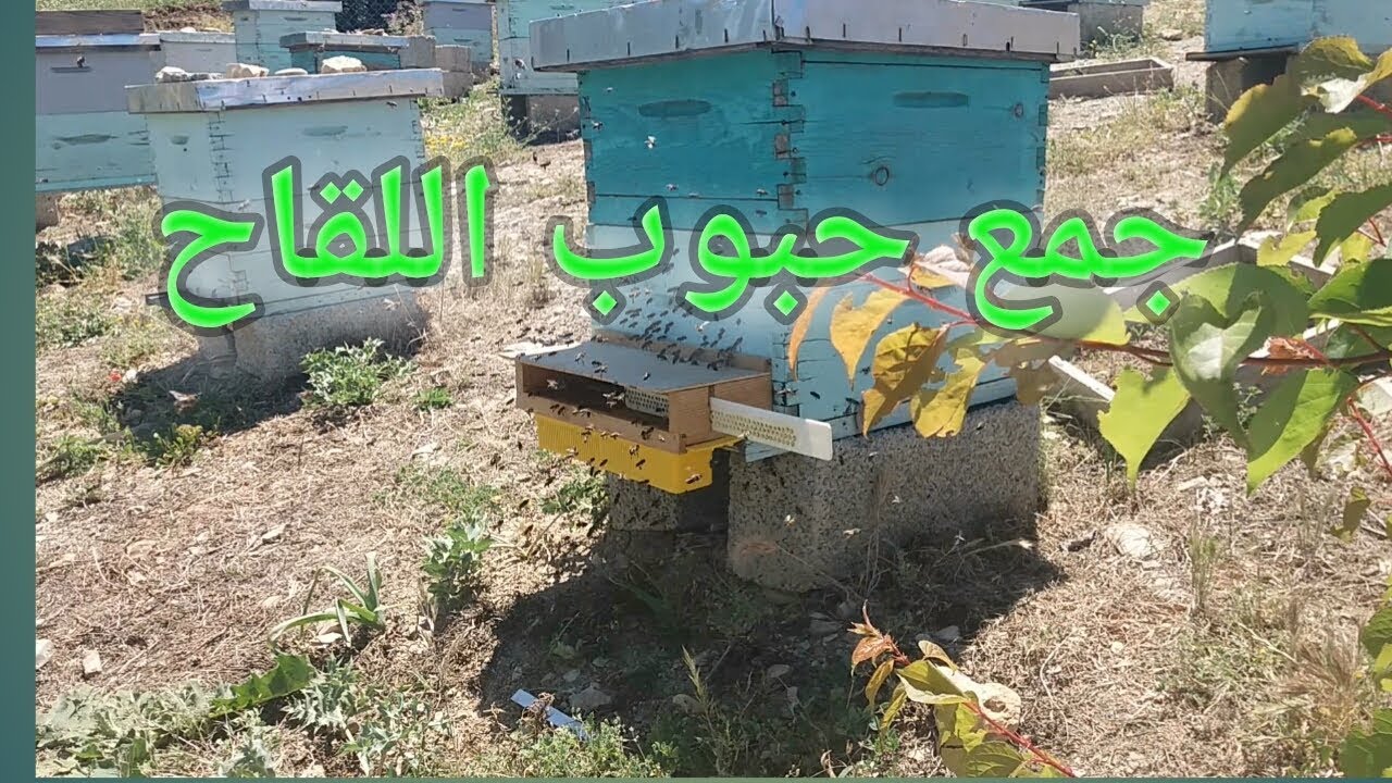 طريقة جمع حبوب اللقاح / كيفية تركيب مصيدة حبوب اللقاح في خلية النحل