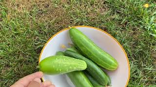 طريقة لجعل الخيار ينتج بغزارة Do This to Get More Cucumber