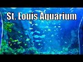 St louis aquarium at union station full tour