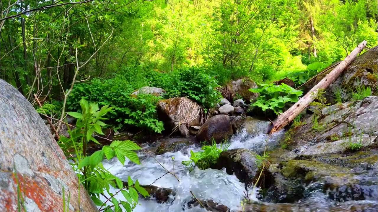 Лес с ручьем. Журчание ручья. Шумит лес, ручей. Ручей в лесу обои. Звучащая природа.