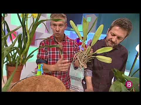 Vídeo: L'orquídia és una planta d'interior?
