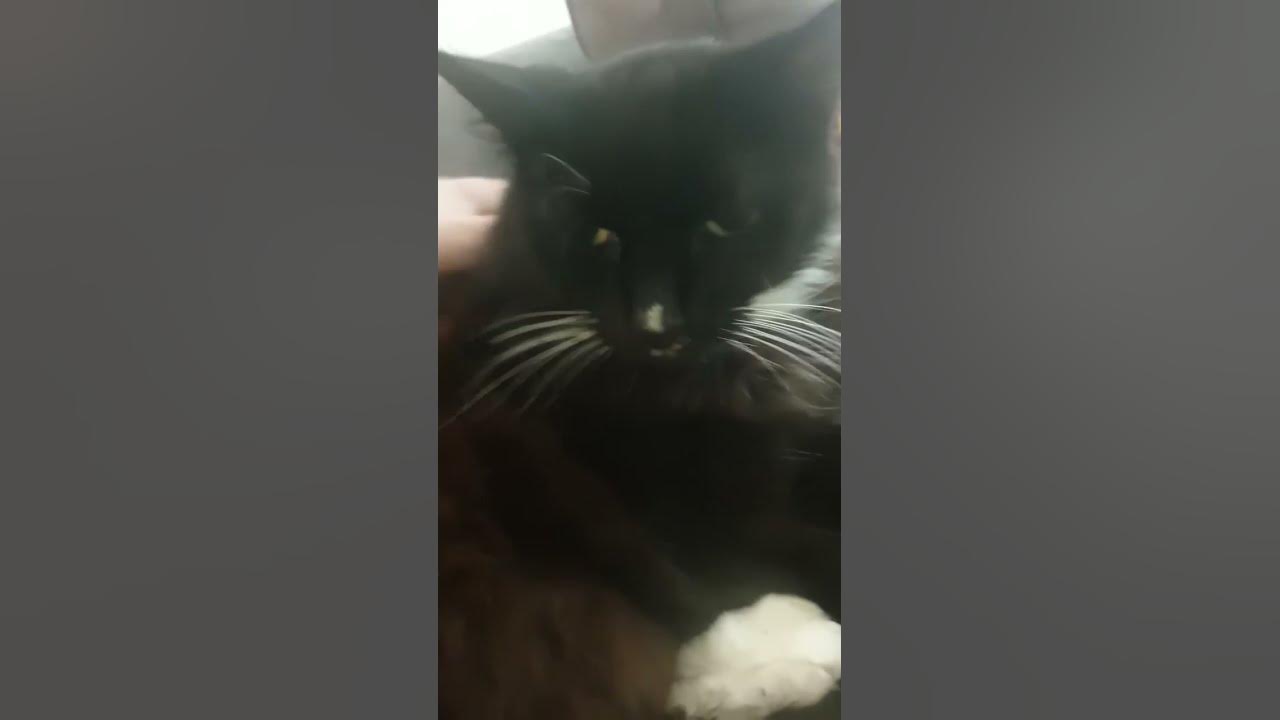 why-my-cats-so-mean-youtube