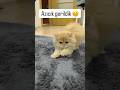 Azıcık ürktü 🥰 #cats