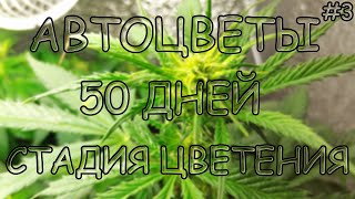 АВТОЦВЕТЫ В ГРОУБОКСЕ НА ЭСЛ, 50 ДНЕЙ AUTO PINEAPPLE EXPRESS , AFGHAN BULLET