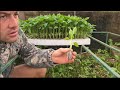 How To Plant Green Peppers