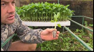 How To Plant Green Peppers