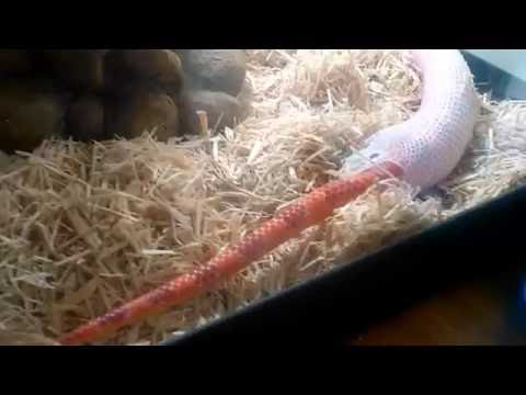 corn snake change skin (αλλαγή δέρματος )