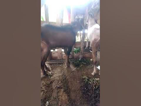 perkawinan kambing jawa randu #ytshort #ytshorts - YouTube