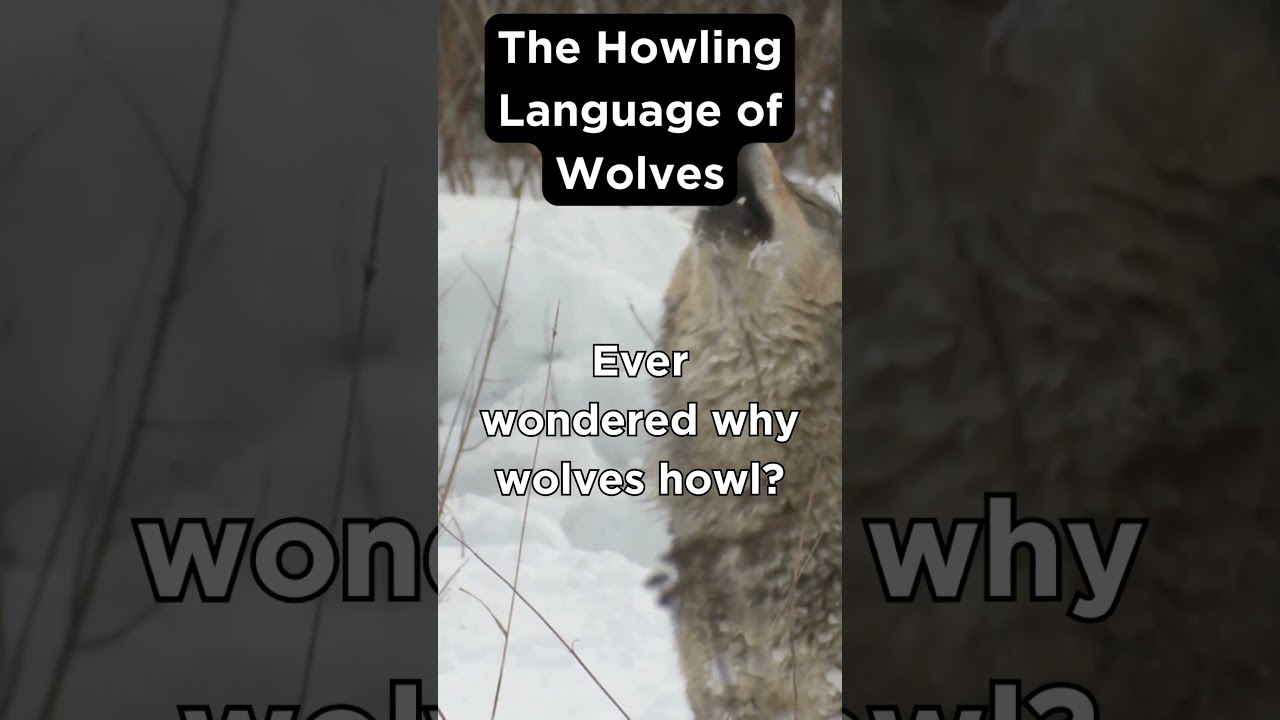 The Howling Language of Wolves