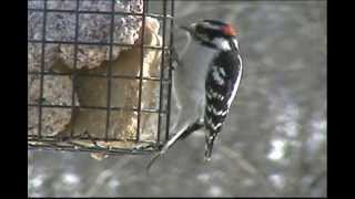 Wild Birds Coloring Book and DVD- Downy Woodpecker screenshot 2