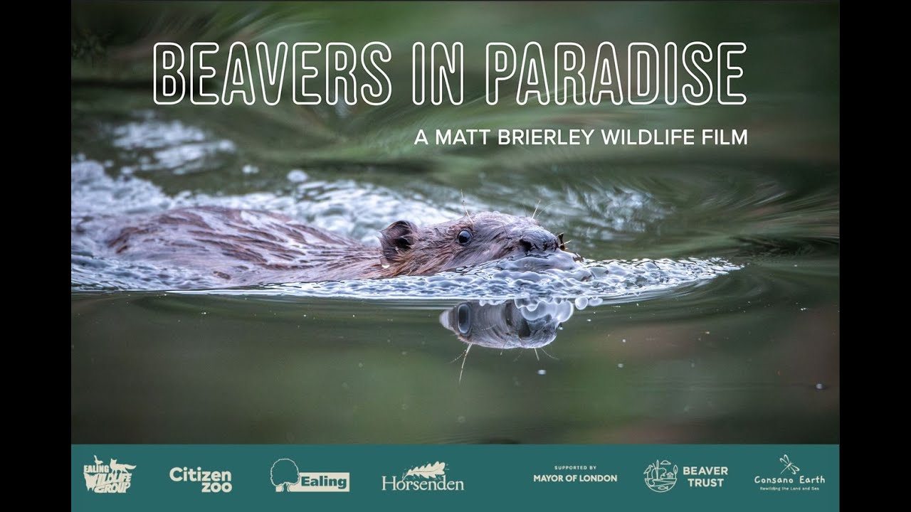 'Beavers In Paradise'. Official film of the Ealing Beaver Project.