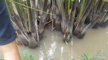 Câu cá không cần lưỡi câu (cá bống dừa)