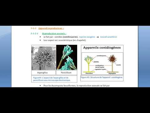Vidéo: Quel champignon produit des ascospores ?