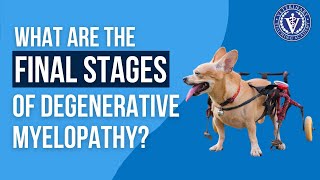 What are the final stages of Degenerative Myelopathy?