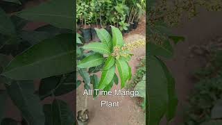 All time mango plants available !! வருடம் முழுவதும் காயிக்கும் மா ரகம் செடி #gardening # Aam potha