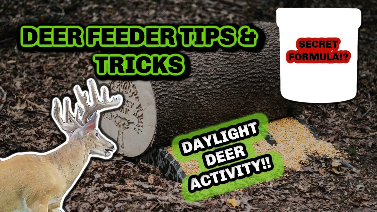 Deer Feeder Tips and Tricks 2021 1 Secret to daylight deer on feeders! YouTube