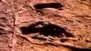 Evolution Laetoli Footprints