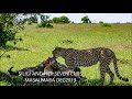 CHEETAH AND HER SEVEN CUBS WITH A KILL