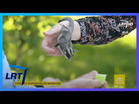 Video: Skraidanti voverė: sklandantis graužikas