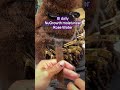 #howto#loctutorial#locs #starterlocs#twostrandtwist #starterlocjourney #locmaintenance #dreadslocks