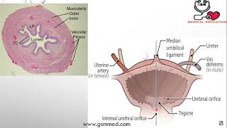 4-Course Of Ureters 1