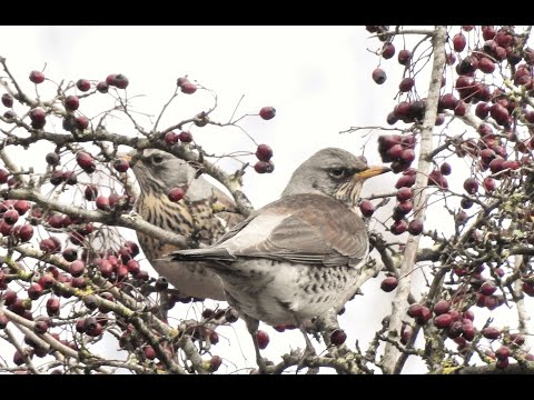 Video: Thrush fieldfare - một loài gây hại đẹp