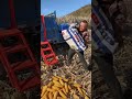 Catchy: Hard Work During Corn Harvest Season! 🌽🌾