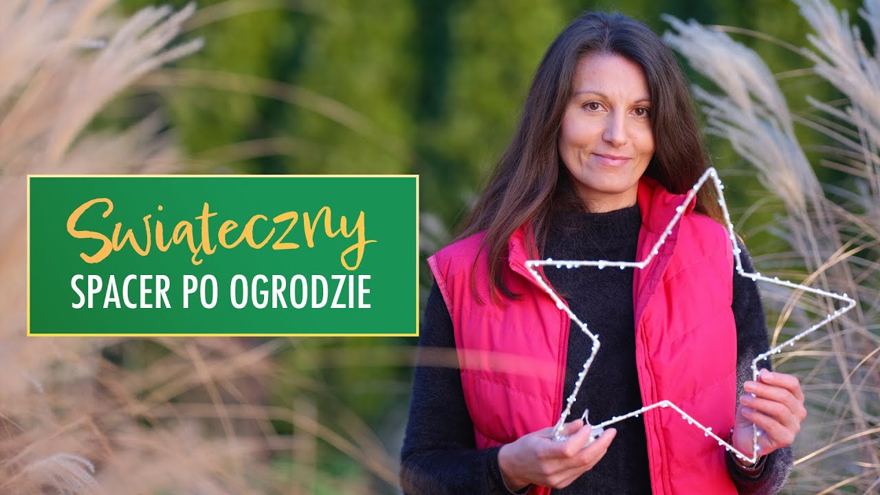Grudniowy spacer po ogrodzie – Świąteczne dekoracje i kwitnąca róża 🌟🌹