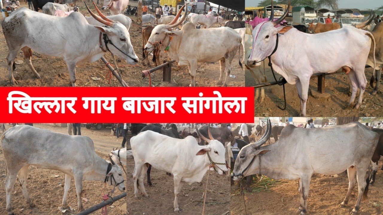 आजचा खिल्लार गाय बाजार सांगोला | Khillar Cow Market Sangola 
