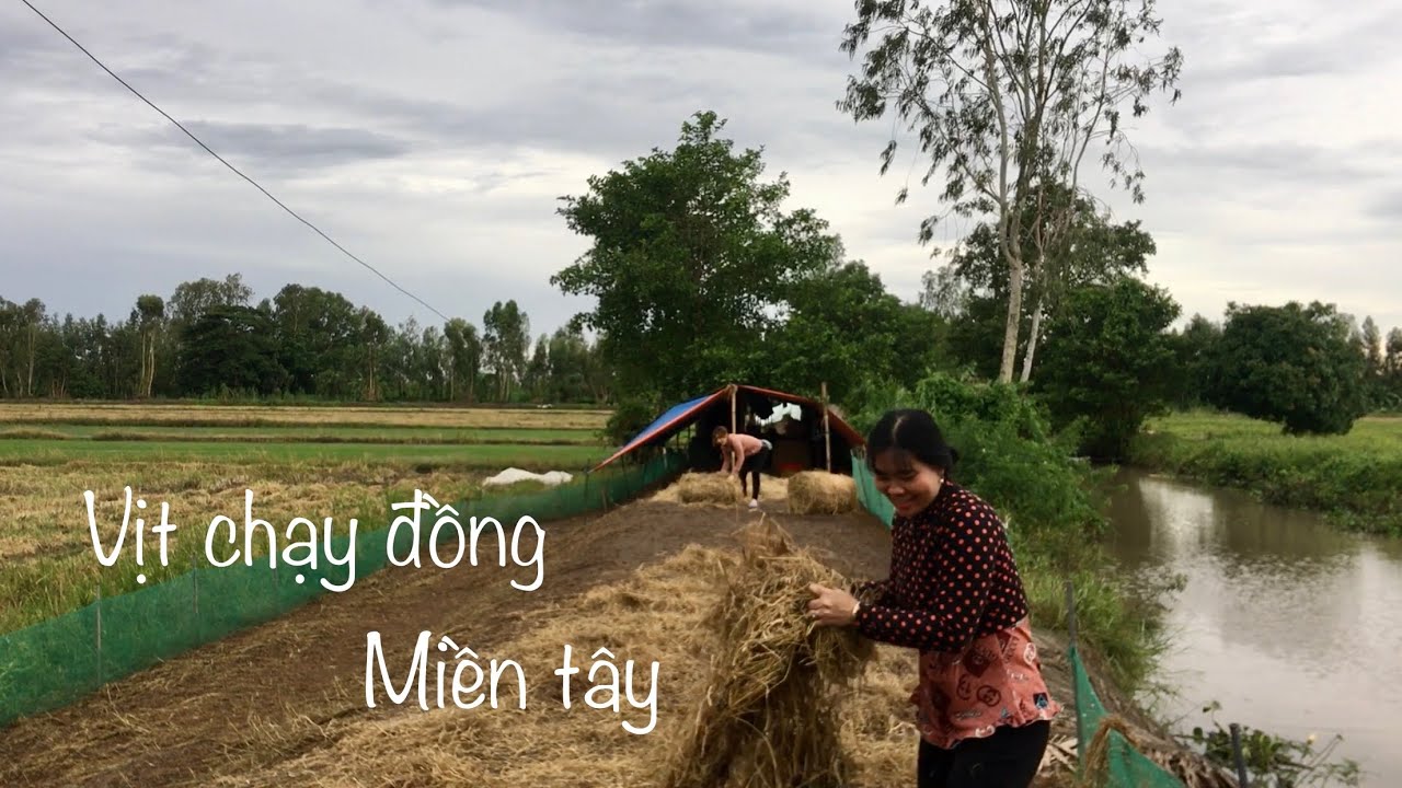 Đi thăm chòi vịt chạy đồng ở quê, vịt chạy đồng miền... - youtube