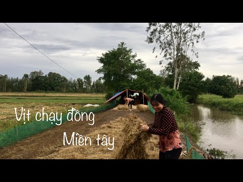 Video Đi thăm chòi vịt chạy đồng ở quê, vịt chạy đồng miền... - youtube