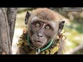 Monos macacos en Indonesia: la cruel realidad del Topeng Monyet