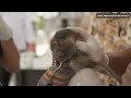 Monos macacos en Indonesia: la cruel realidad del Topeng Monyet