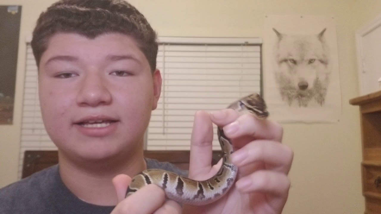 My new ball python and my clay sculpture. - YouTube