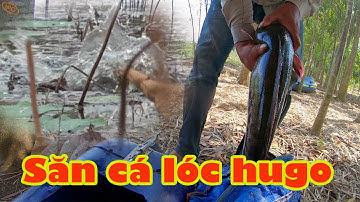 Hành trình săn cá lóc hugo tập 41