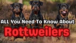 10 Things You Need to Know Before Getting a Rottweiler #rottweiler #rottweilerdog #dogsbreed #dog