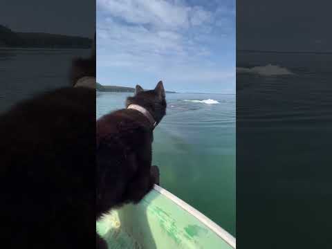 Пес плавает с китом/Bowhead whale swims with a dog Avatar the way of water