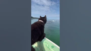 Пес плавает с китом/Bowhead whale swims with a dog Avatar the way of water