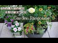 【ガーデニング】６月の購入苗の紹介と植え付け＆夏の寄せ植えづくり🌼【寄せ植え】