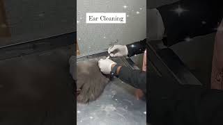 Cat Ear Cleaning
