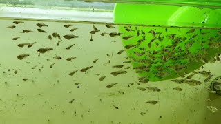 видео: Гурами выходит с нерестовика картинка: Гурами выходит с нерестовика