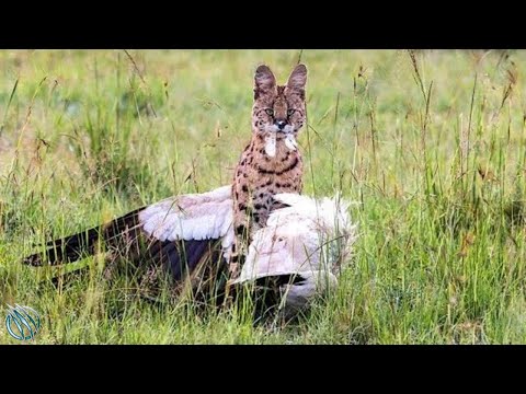 Βίντεο: Οι γάτες Caracal είναι επιδέξιοι θηρευτές