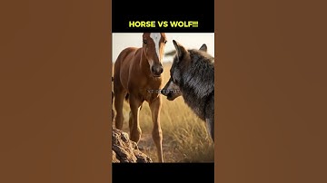 Horse vs wolf #AfricaWildlife#NatureDocumentary#AnimalAttack#AnimalRescue